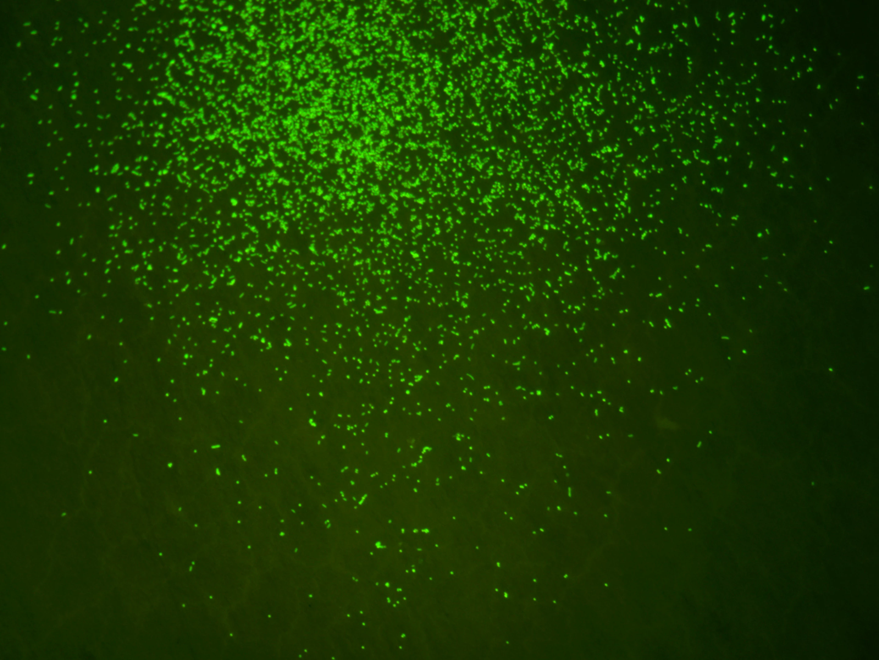 Microscope images of the bacteria revived from 100 million year old sediment