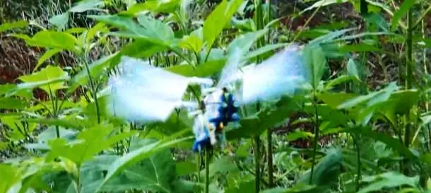 A Dragonfly prototype in the wild