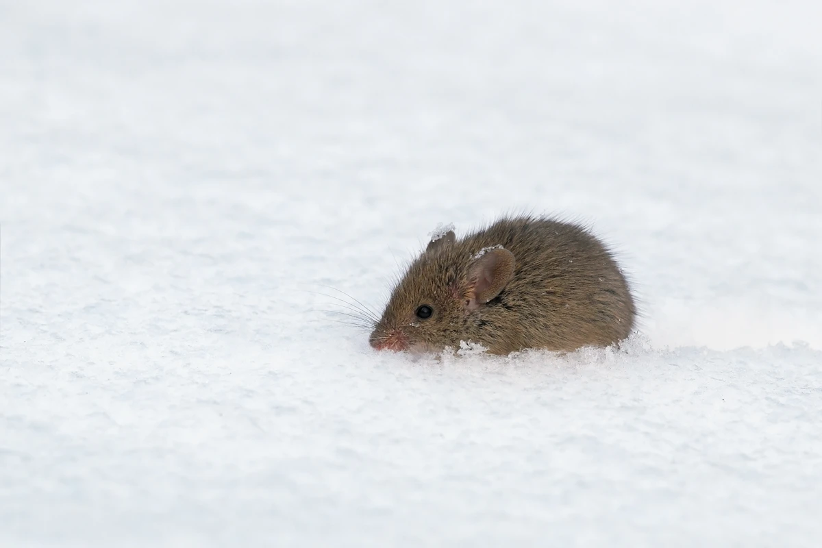 Researchers have disabled the cold sensation in lab mice (Photo: Shutterstock)