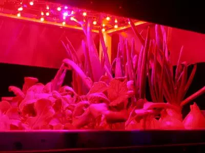 Researchers have found a way to make leafy greens even healthier by exposing them to short-term light treatment with a solid-state illuminator, reducing harmful nitrate concentration by 44% - 65% and boosting nutritional value (Photo: Akvile Urbonaviciute)