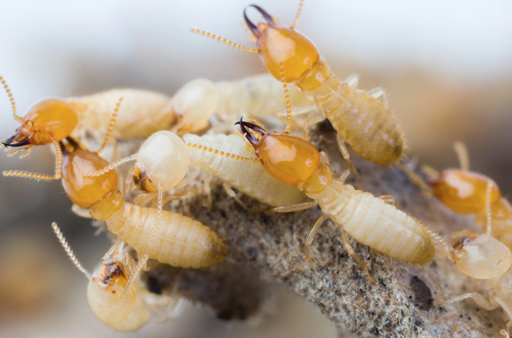 If the discovery can be leveraged for the purposes of pest control, it could be a game-changer