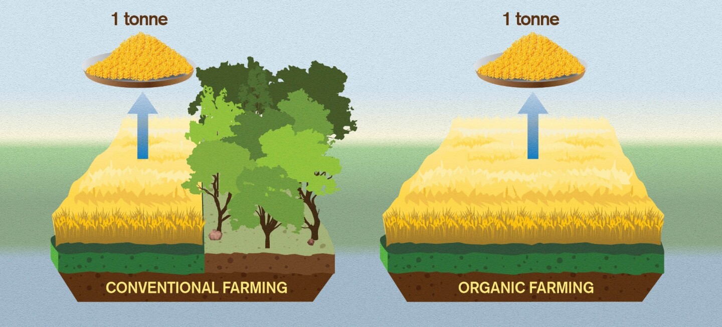 Although direct emissions from organic agriculture are often lower – due to less use of fossil energy, among other things – the overall climate footprint is definitely greater than for conventional farmed foods