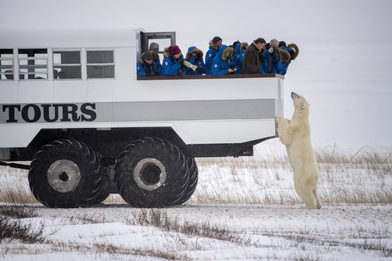 Siena Photo Awards. Honorable Mention - Journeys & Adventures. Polar Bear 81. Hudson Bay, Canada.