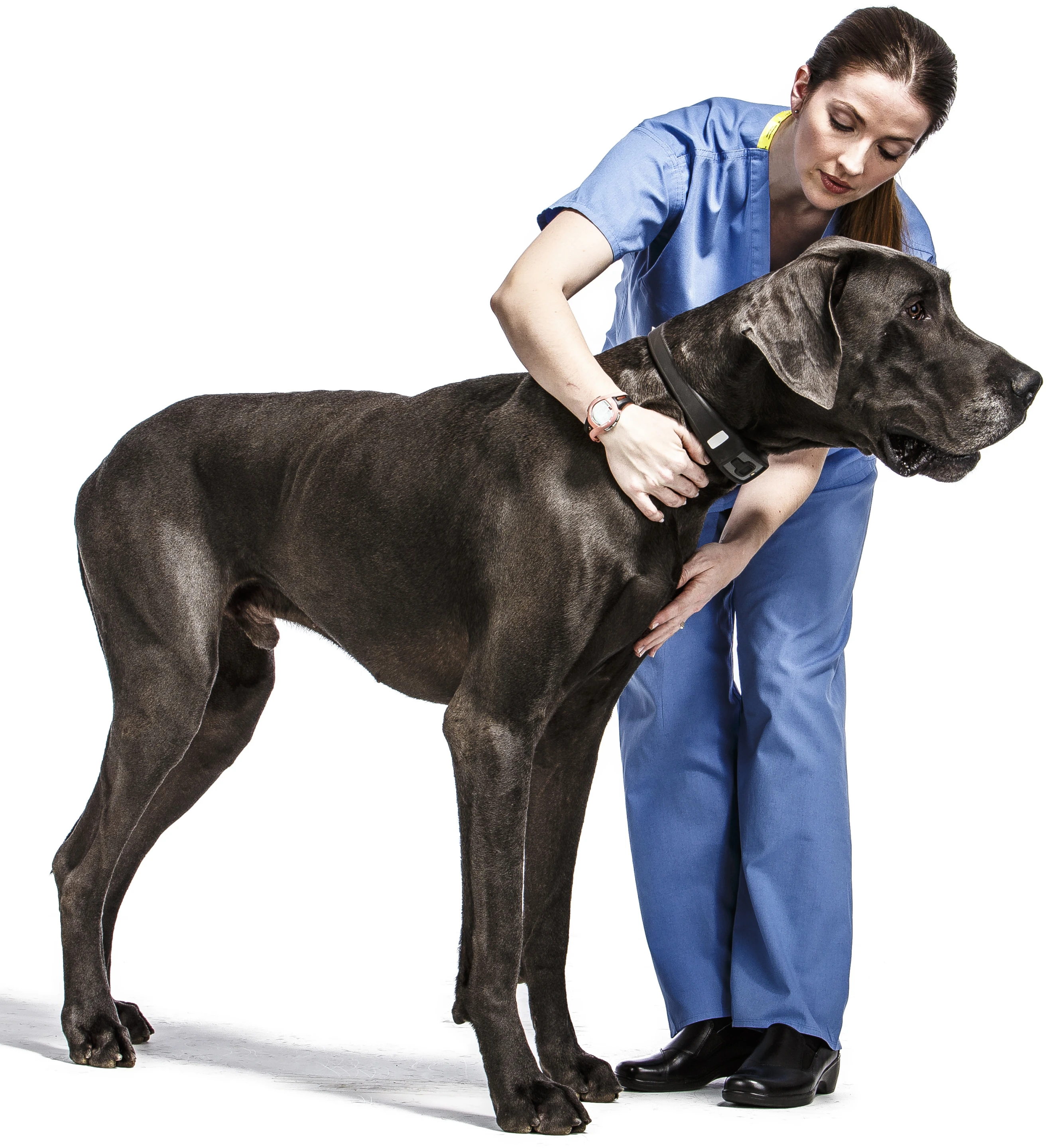 The Voyce monitors a dog's key vital health signs, such as heart and respiratory rates at rest, activity levels, calories burned, and other wellness indicators