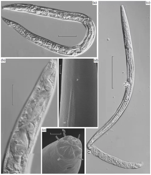 Scanning electron microscope images of the revived nematodes