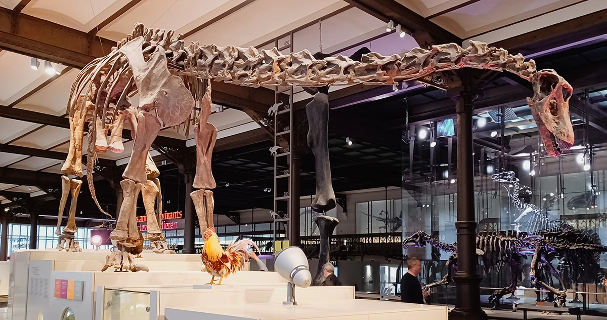Kaatedocus – one of the dinosaurs whose teeth the researchers analyzed – at the Museum voor Natuurwetenschappen in Brussels, Belgium