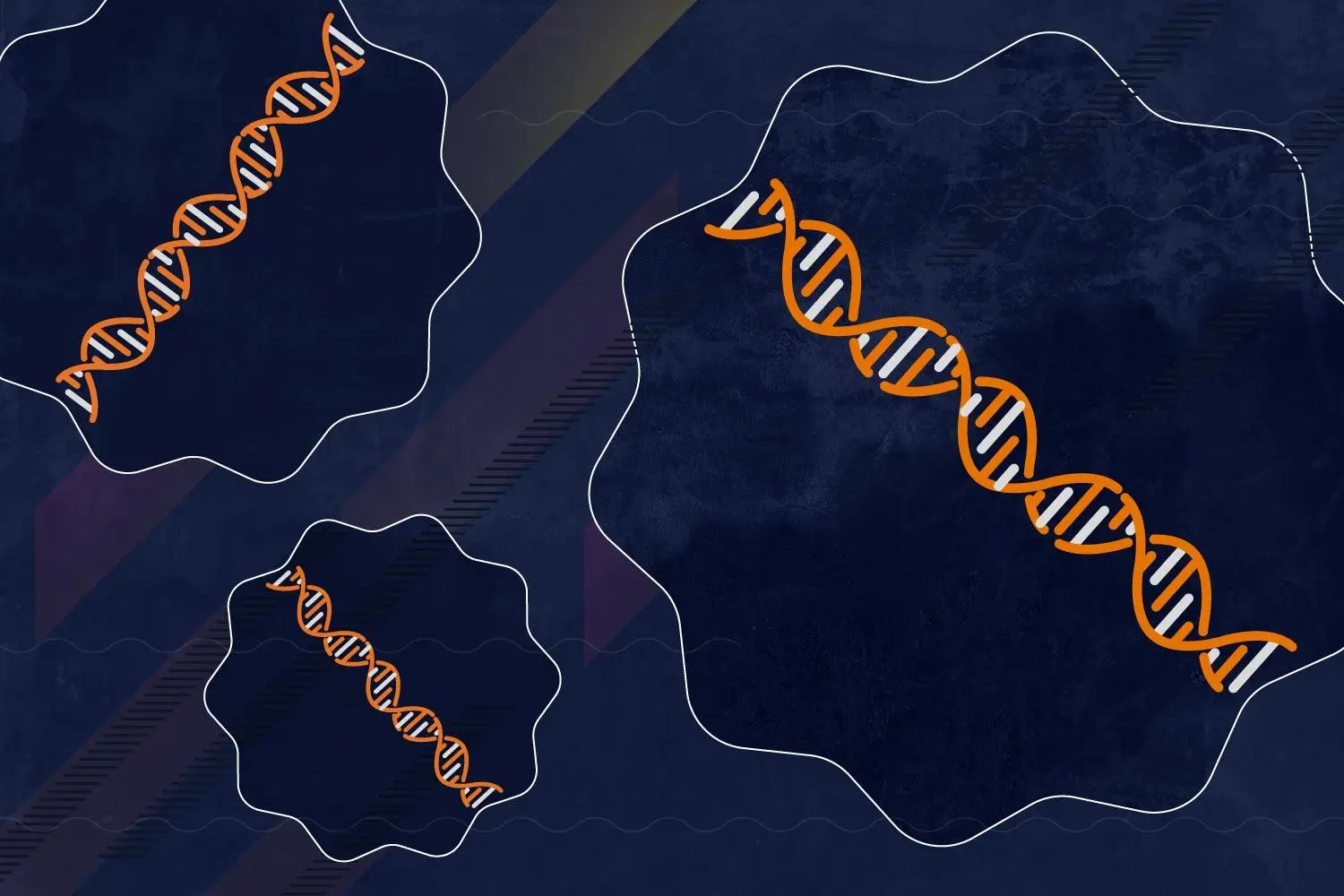 The location of our DNA inside a cell's nucleus can determine how effectively the cell functions
