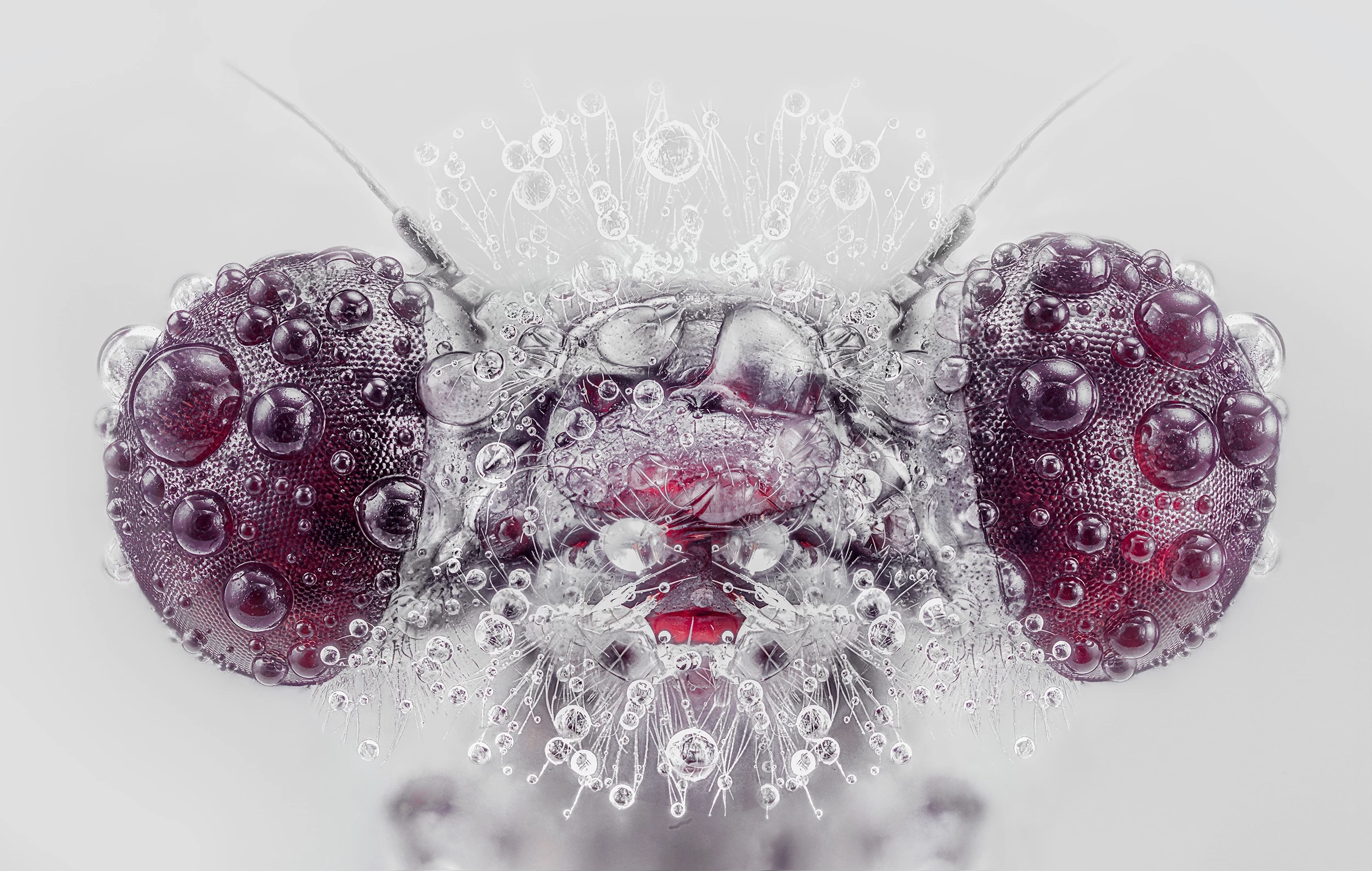 1st Place / Nature/Macro. 'Insect Portraits'