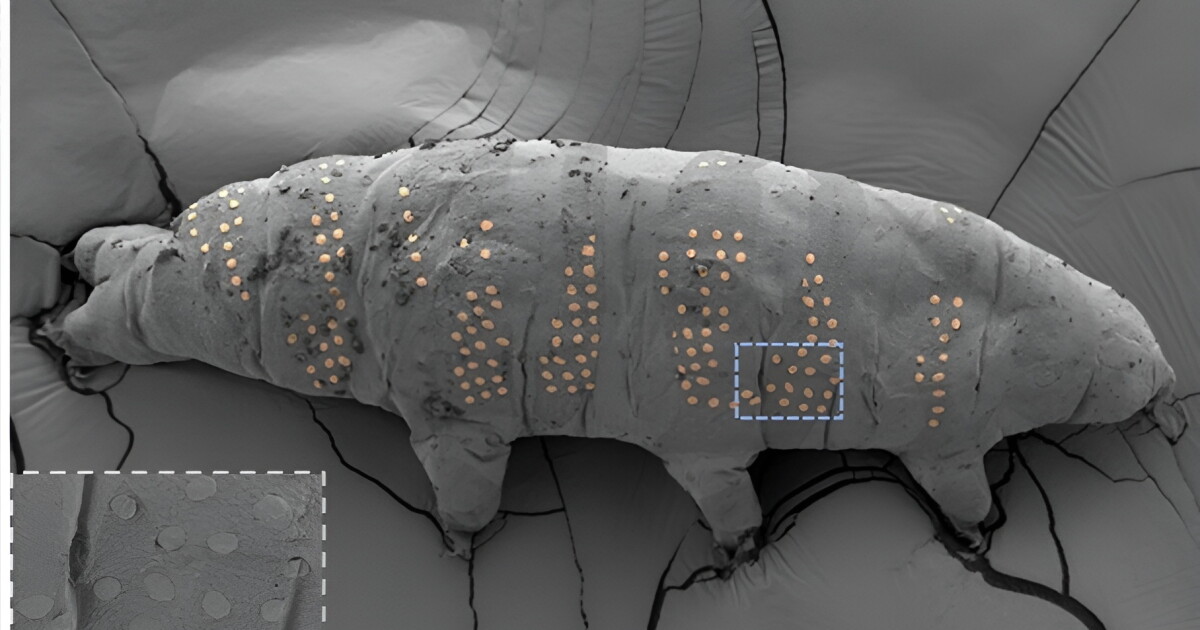 Tattooed tardigrades! Scientists make their mark on micro-animals