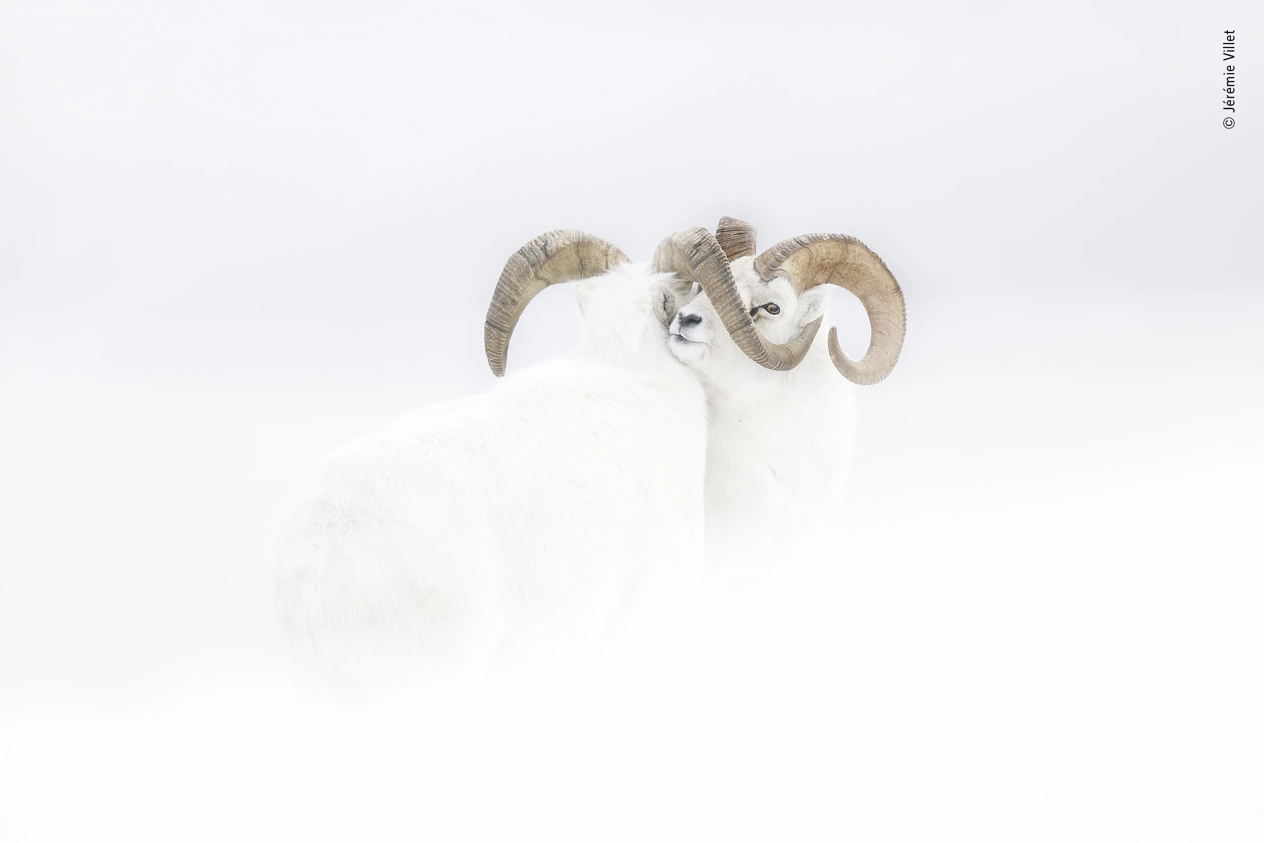 Winner - Rising Star Portfolio Award. Pushing against each other, two male Dall’s sheep in full winter-white coats stand immobile at the end of a fierce clash on a windswept snowy slope