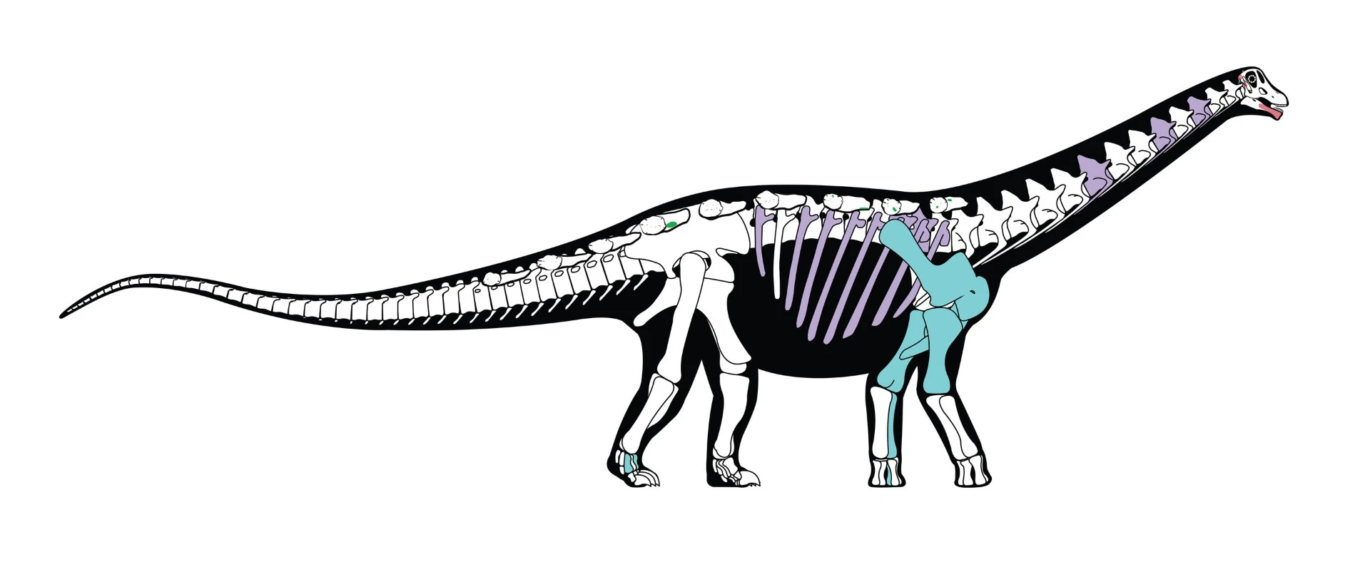 The colored bones indicate those discovered by the team, while the others were inferred from related species