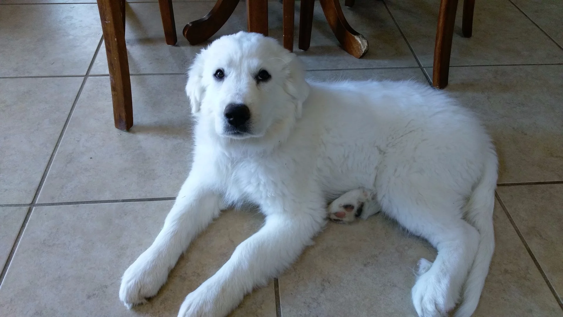 Indoor (medium lit) shot taken with HTC One A9