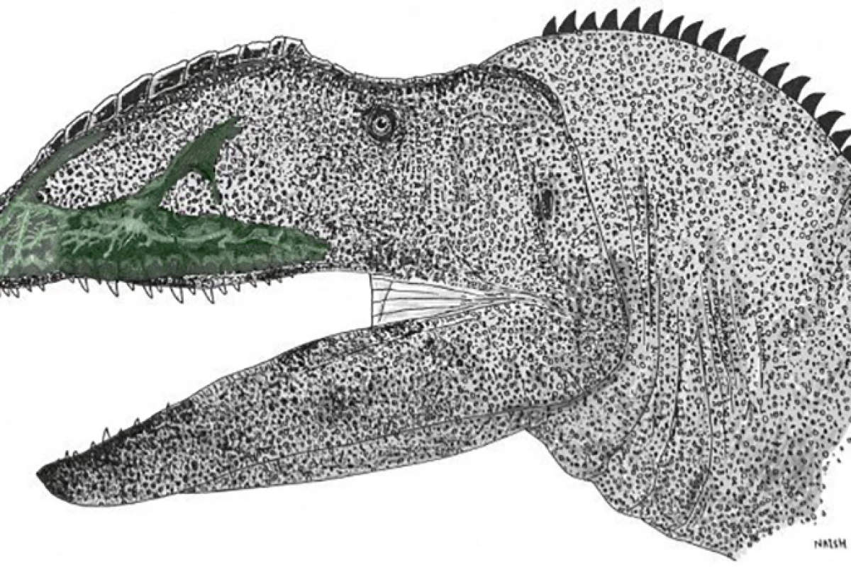 Artist's impression of Neovenator salerii, complete with is network of neurovascular canals