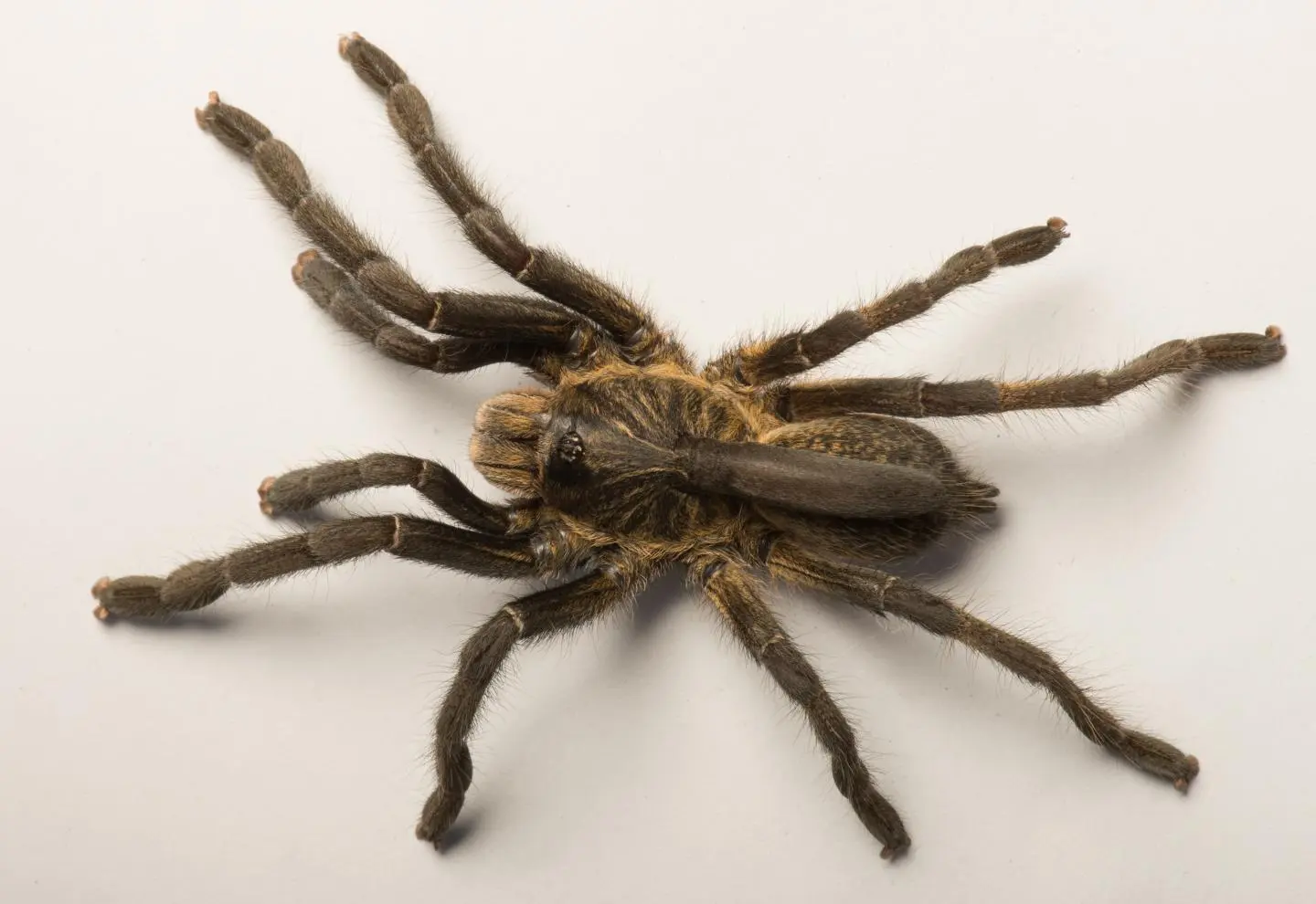 The purpose of the spider's back horn remains unknown