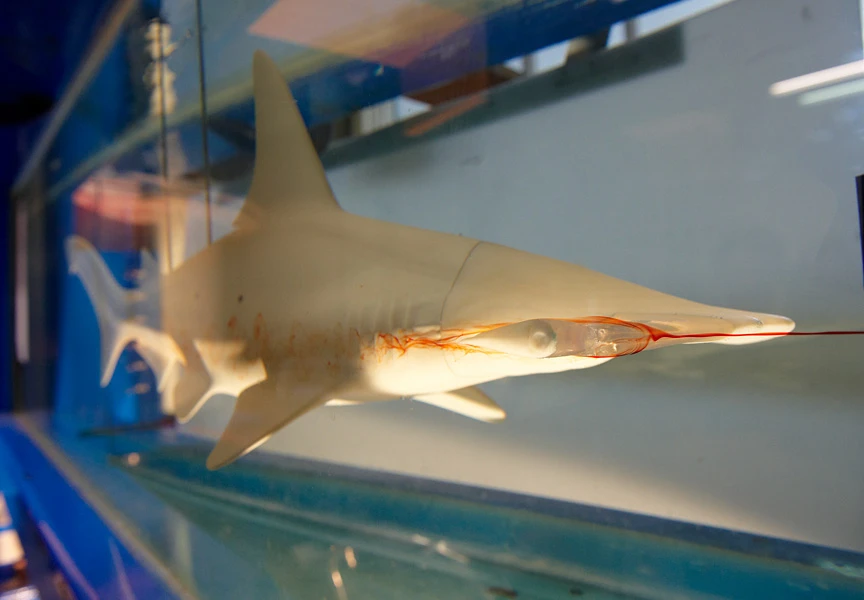 Scale model of the hammerhead shark in a flow tank with red dye indicating the water flow
