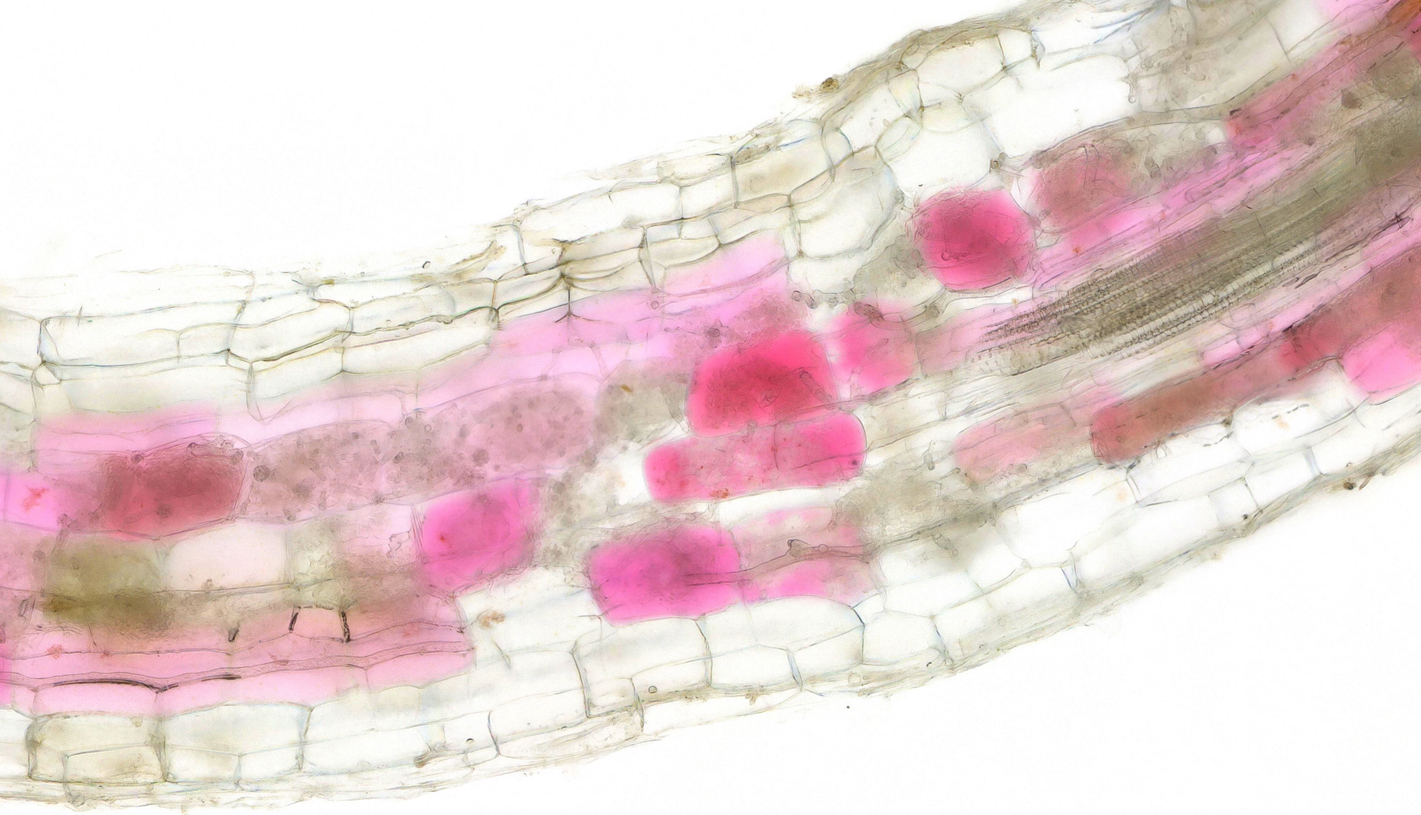 Root cells turn red when colonized by beneficial arbuscular mycorrhiza fungi