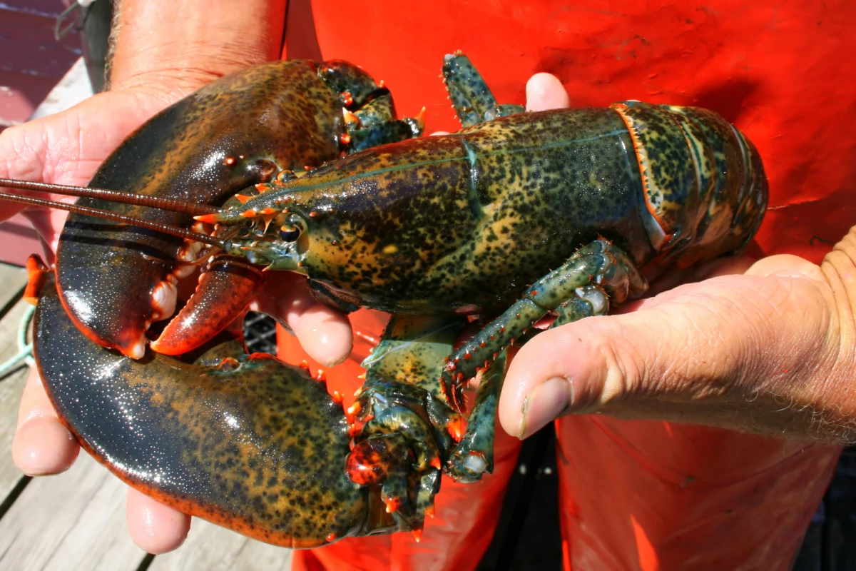 DNA can help determine the age of lobsters so fisheries can be better managed