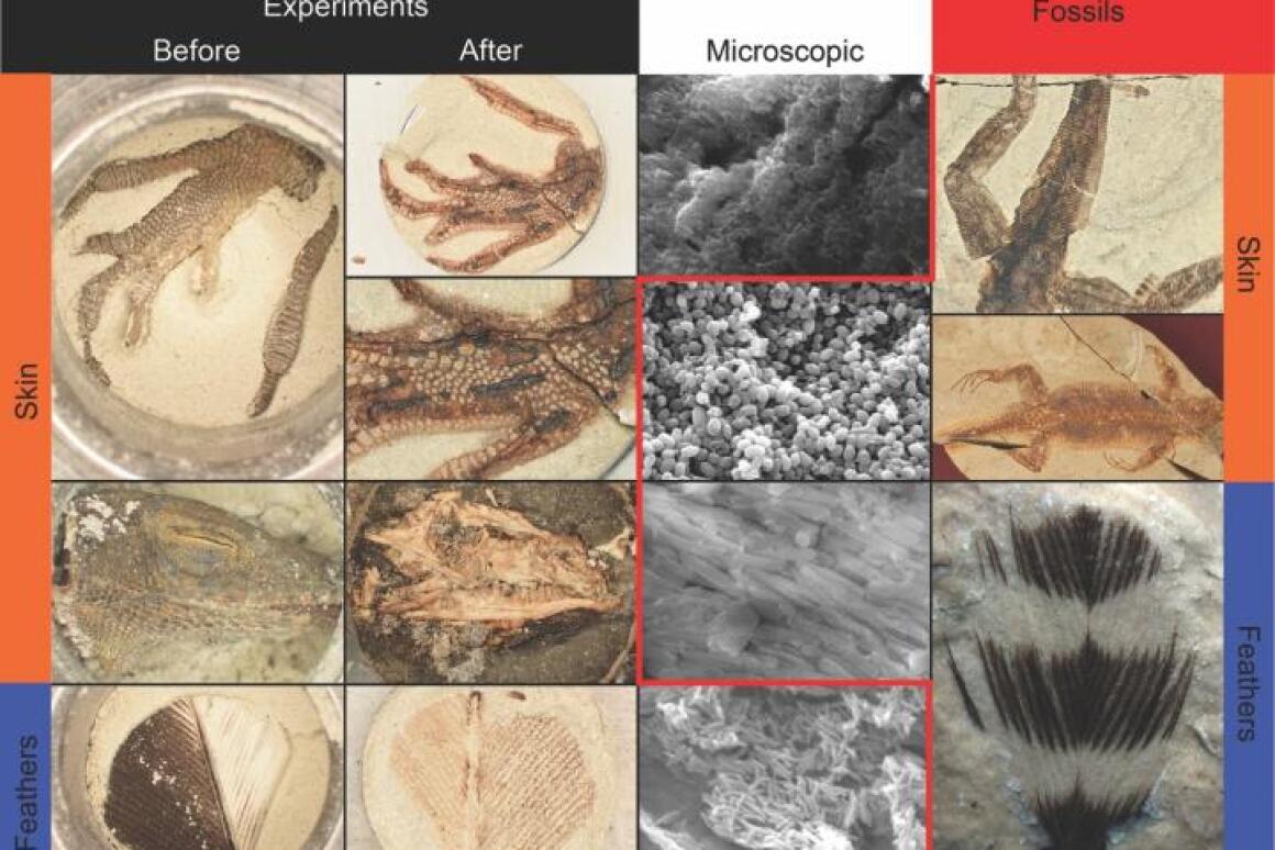 Labmade fossils cram 1000s of years into 24 hours