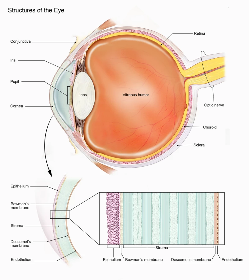 3D-printed cornea restores sight in a blind patient ?url=https%3A%2F%2Fnewatlas Brightspot.s3.amazonaws.com%2F53%2F0a%2F7b64f0bc4c1f9b0c0c3c0fe8e8ec%2Fstructures Of The Eye Including Layers Of The Cornea