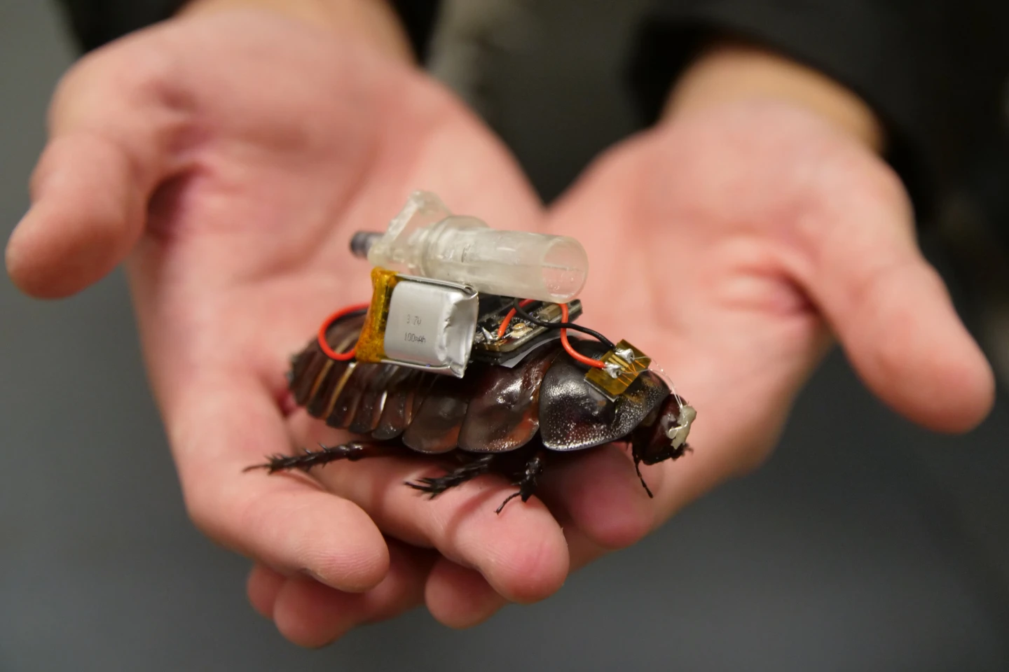 Will a cyborg cockroach paramedic save your life in the future?