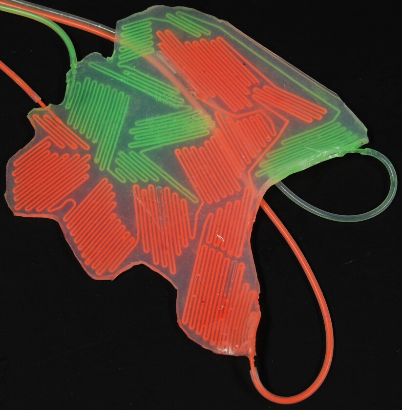 the microchannels of a soft-bot showing how it changes color (Photo: DARPA)