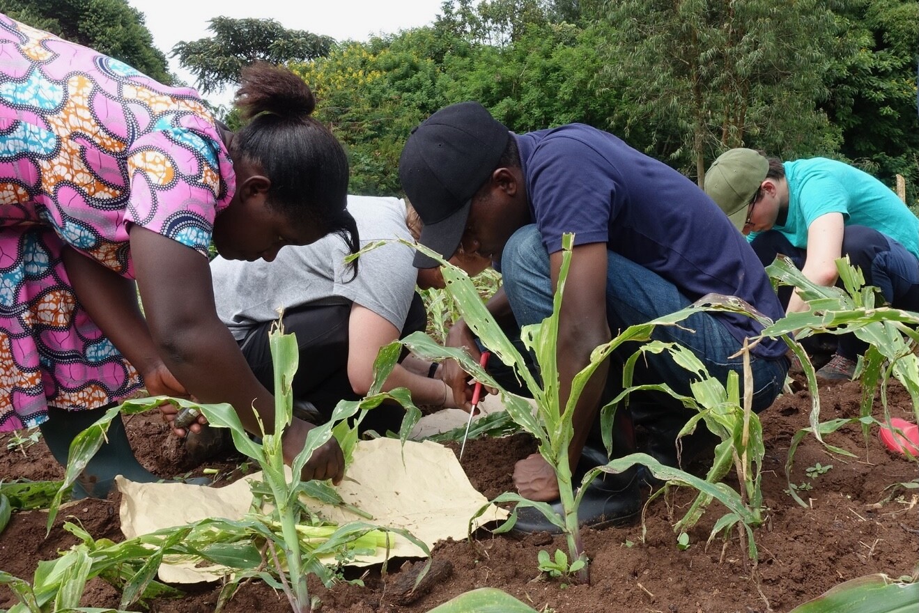 Scientists evaluate the survival of fall armyworms on some of the maize plants