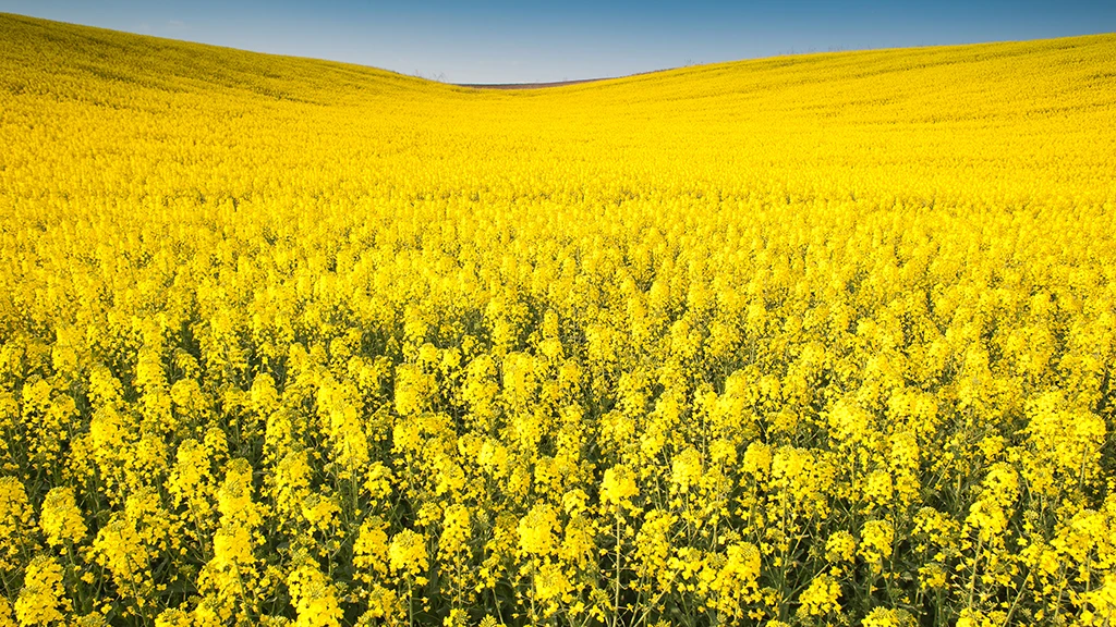 The rapeseed plant is one of the most widely cultivated crops in the world and researchers have now found a way to stop toxins entering edible parts of the plant (Photo: Shutterstock)