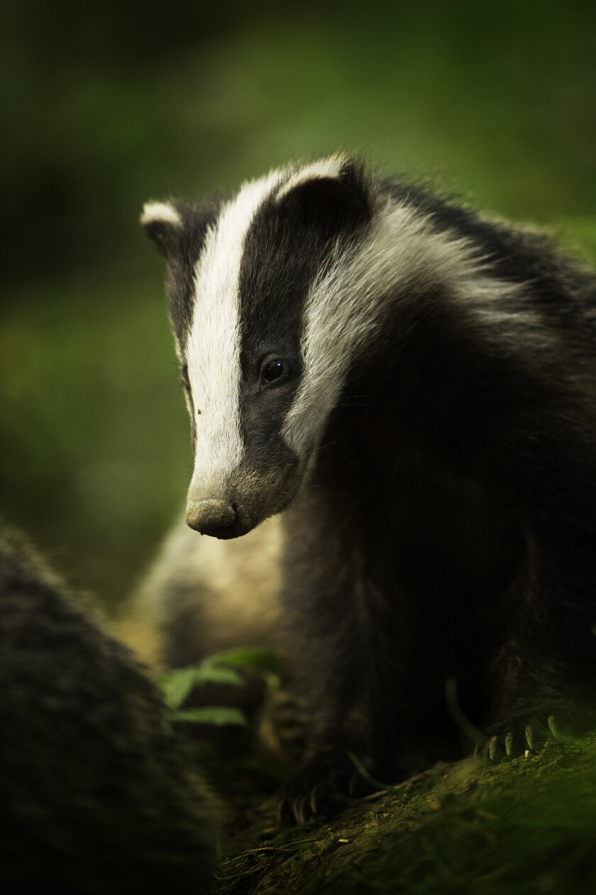 Winner in the Animal Portraits category. Bean – Peak District National Park, Derbyshire