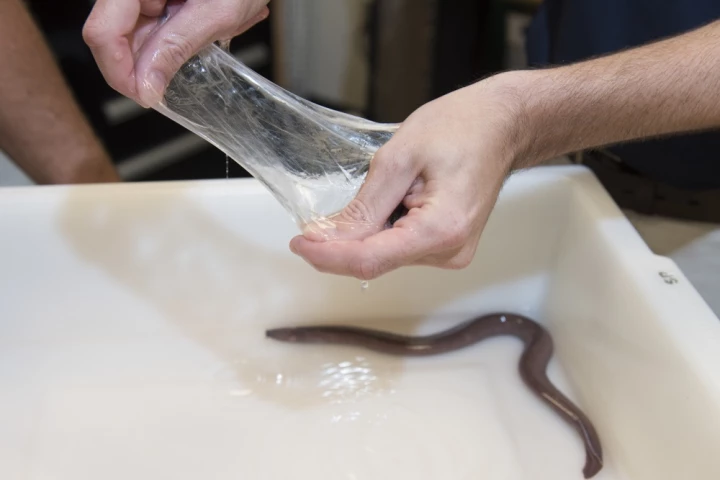On a weight basis, hagfish slime is ten times stronger than steel