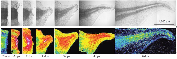 Regeneration of a tadpole's tail over the first six hours after amputation – Hydrogen peroxide is highlighted (Image: Nature Cell Biology)