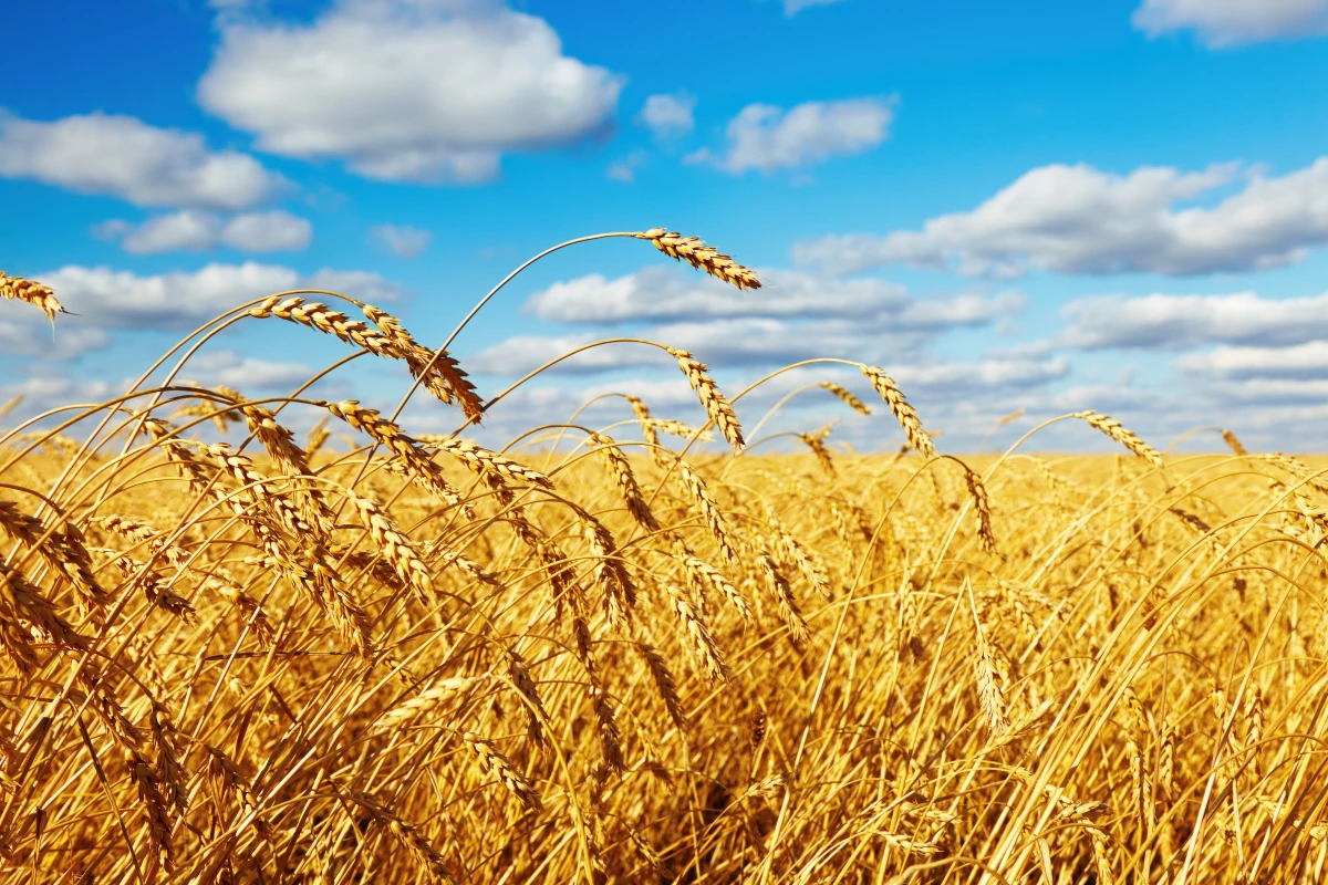 Conventional wheat like this has far less dietary fiber than the high-amylose wheat