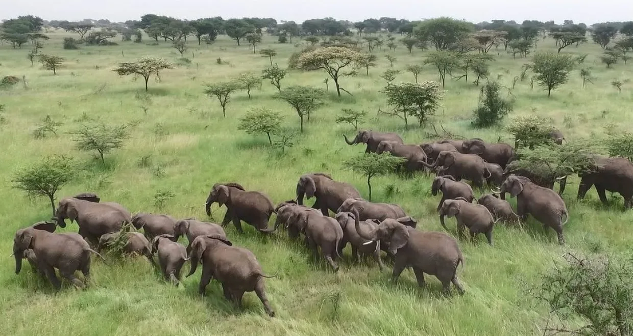 The technique could even prove useful in herding other wildlife, too