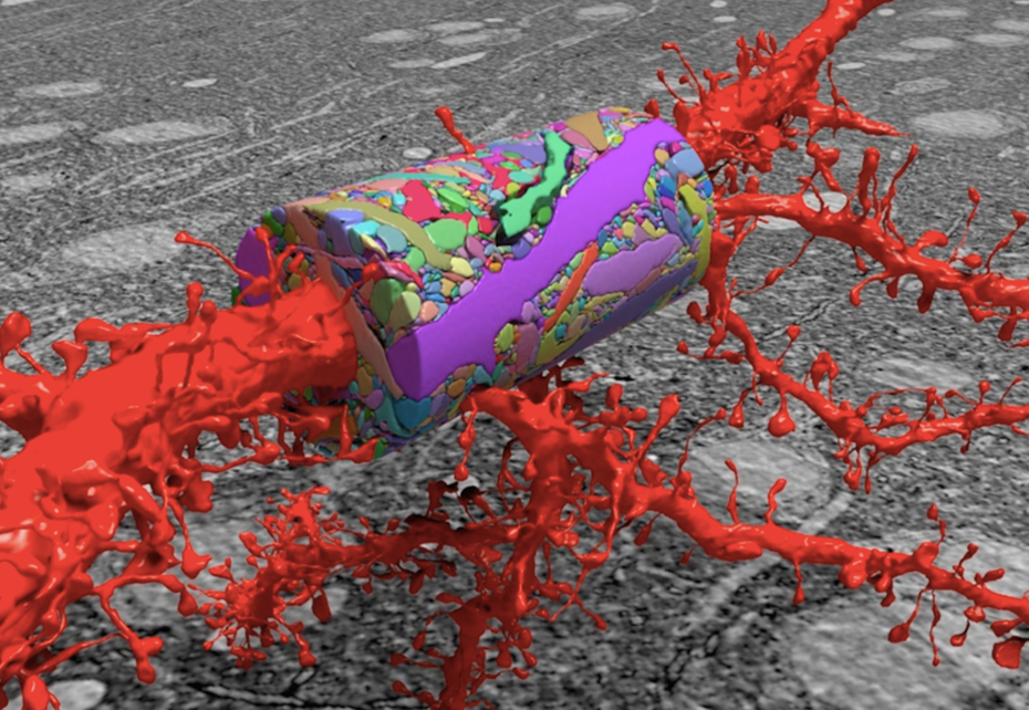 A tiny, cubic millimeter-sized chunk of mouse neocortex studied as a test case for nanoscale brain imaging technology at Harvard University
