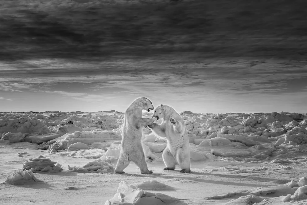 Nominee, Professional, Wildlife/Animals. From a series called Fracile