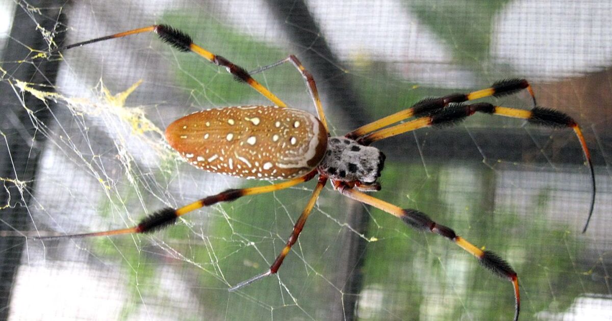 Spider silk physics coursework 03 image