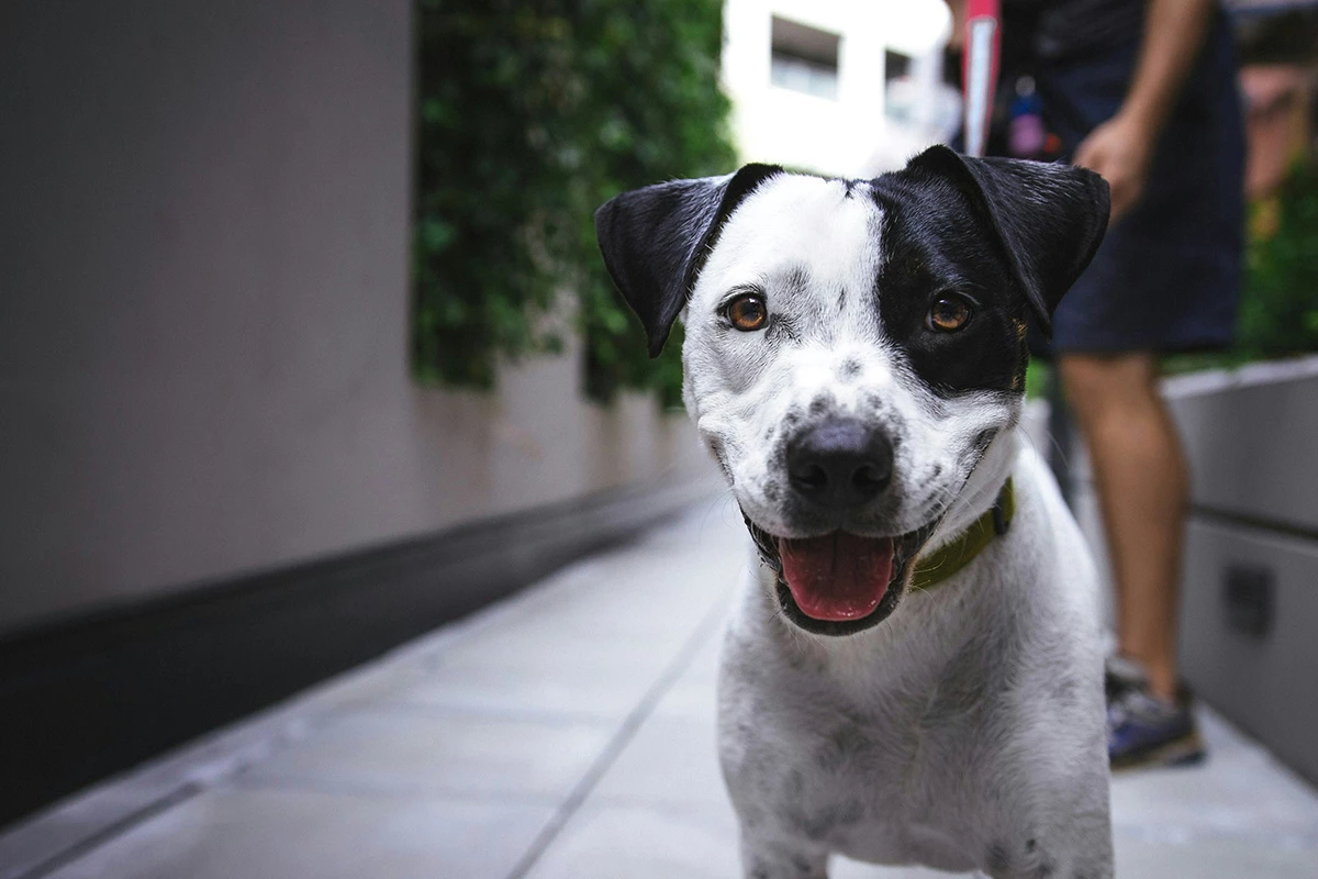 It's a lot easier to get salmonella from pet dogs than you might think