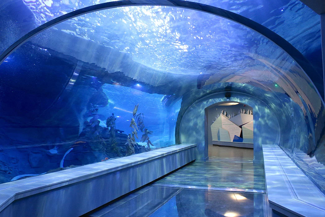 The pool at the Polk Penguin Conservation Center has an underwater gallery with a large acrylic window and two acrylic tunnels to give visitors views of the penguins when they are underwater