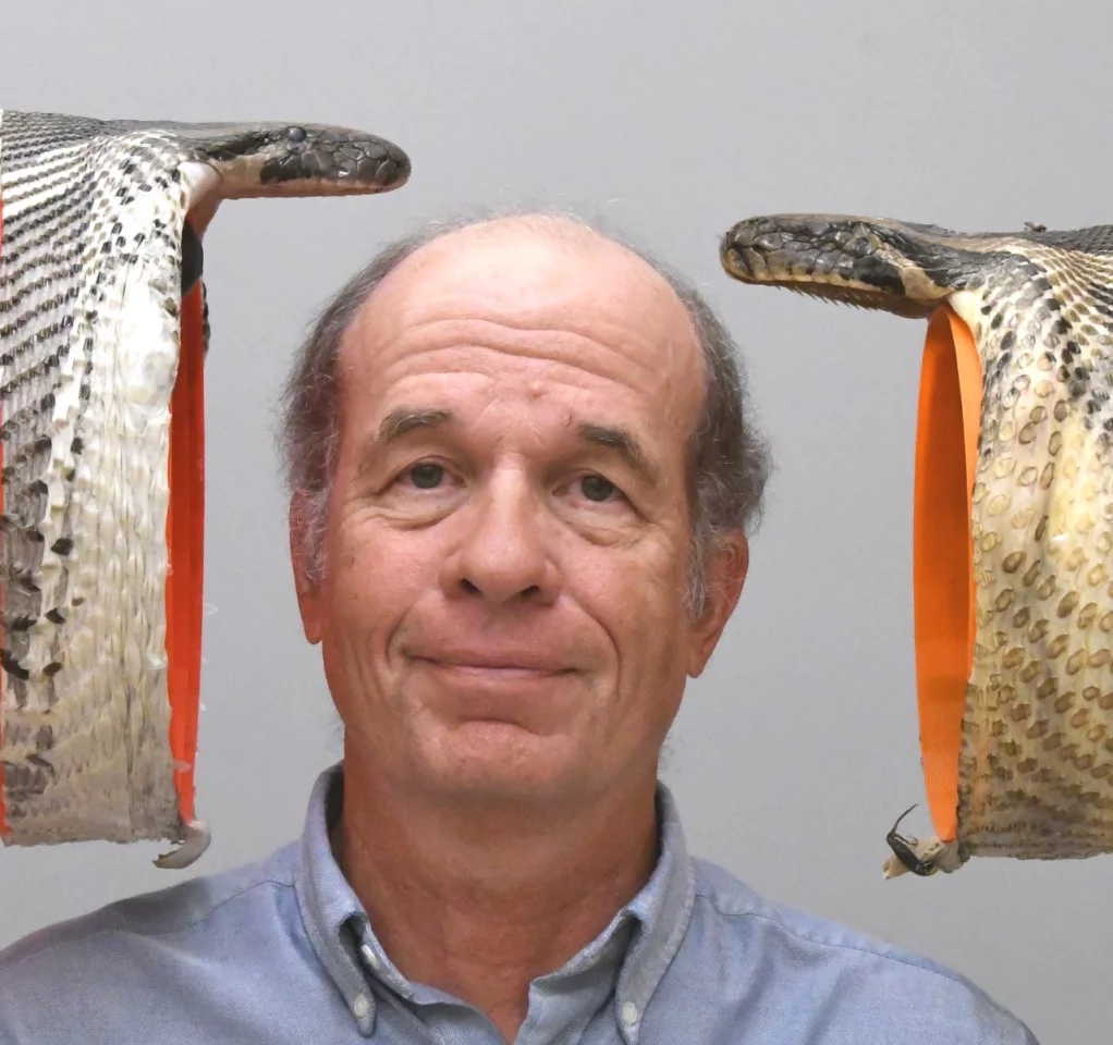 Researcher Bruce Jayne poses with two Burmese python specimens. The snake on the right has a maximal gape that was previously thought to be the largest possible for its species, but the new specimen on the left outdoes it