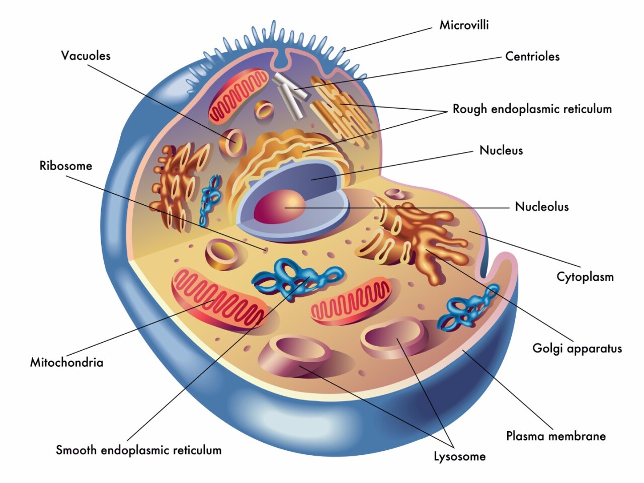 An illustration of the inside of a cell, showing the lysosomes at the bottom