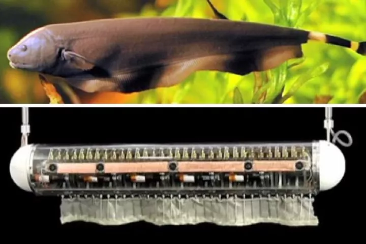 Researchers have created an underwater robot that swims in any direction using just one fin, inspired by the black ghost knife fish (Photos: Northwestern University)