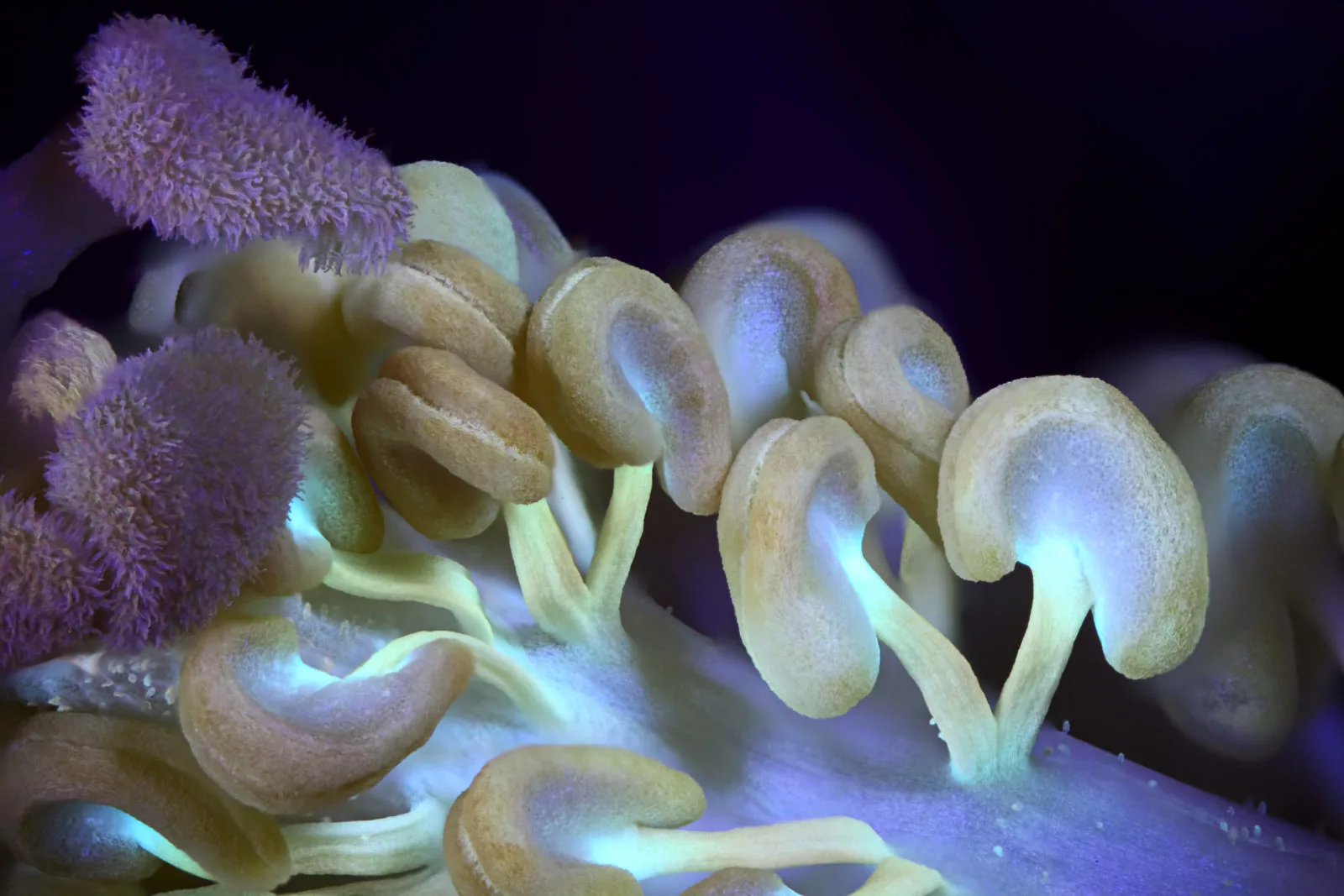 Image of Distinction: Hibiscus flower