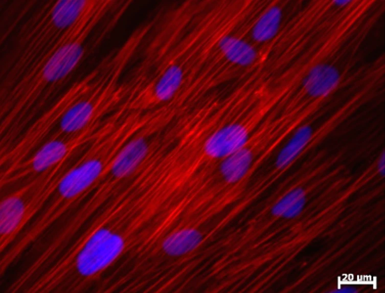 Functioning adult stem cells