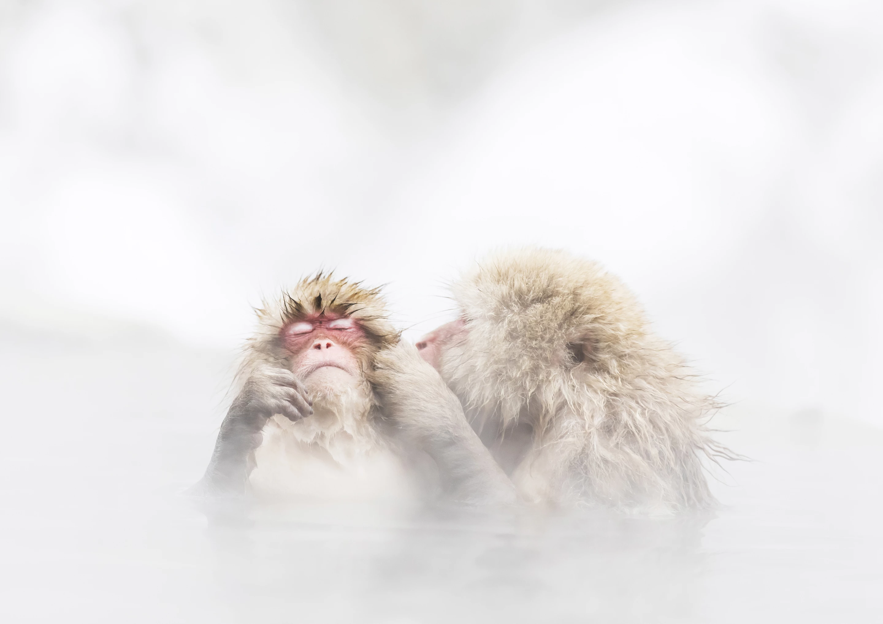 Finalist, Natural World. "Hot Kiss". A picture of a monkey entering a hot spring in Nagano, Japan
