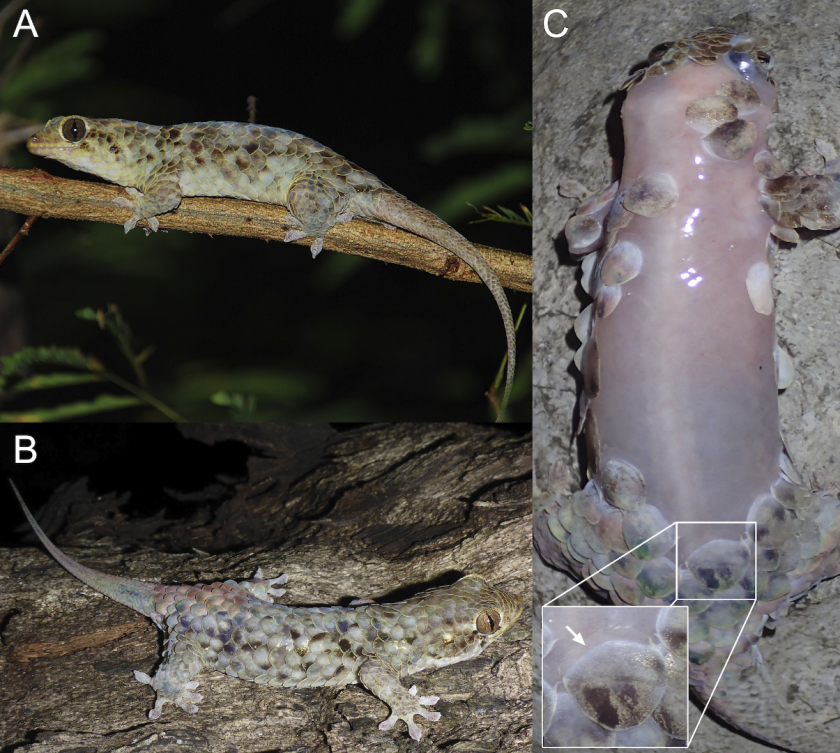 The large-scaled fish scale gecko can shed its entire skin and scales in an instant to evade predators, and grow them back in a few weeks