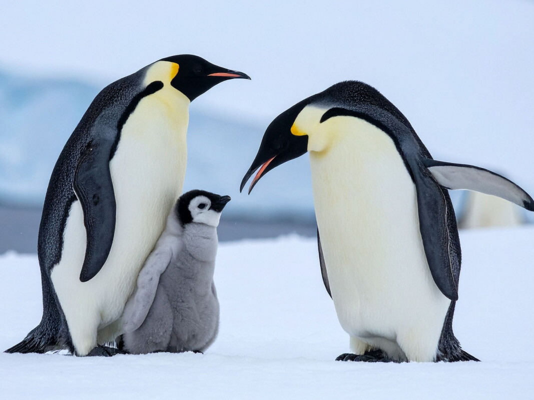 Penguins carry forever chemicals in their feathers