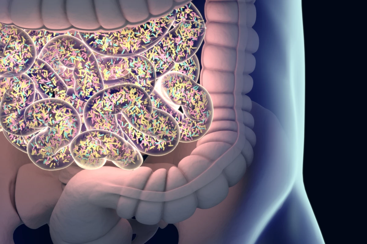 New research found supplements of a specific strain of gut bacteria helped regulate appetite and stress hormones
