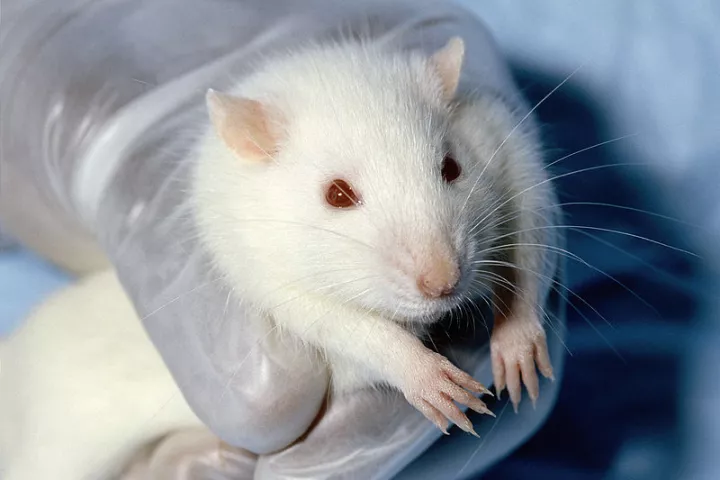 Stem cells harvested from mice have been used to reattach molars in rats