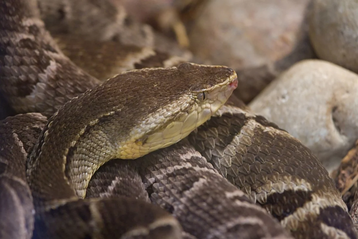 A new hydrogel inspired by the venom of a South American viper has been shown in the lab to stop bleeding within six seconds