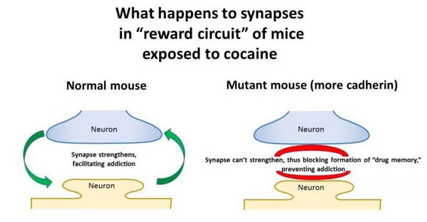An illustration of how excess cadherin affects the brain's learning abilities
