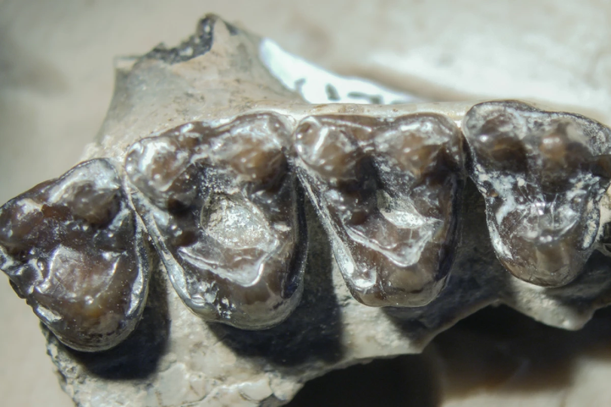 Scientists have discovered cavities in the teeth of primates that walked the Earth around 54 million years ago